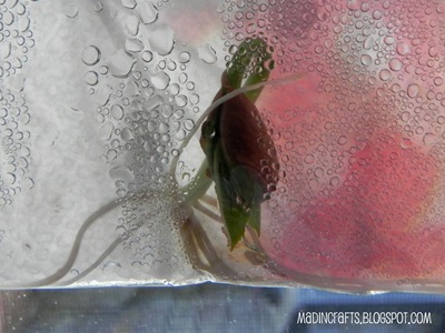 Gardening with Preschoolers: Germinating Bean Seeds Mad in Crafts